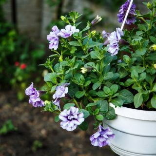 Pétunia Doble - Duo F1 - variada - Petunia x hybrida pendula fl. pl.  - semillas