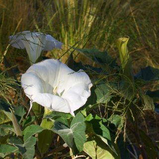 Indisk spikklubba - Datura metel - Slående vita blommor för doftande kvällar - Färska frön