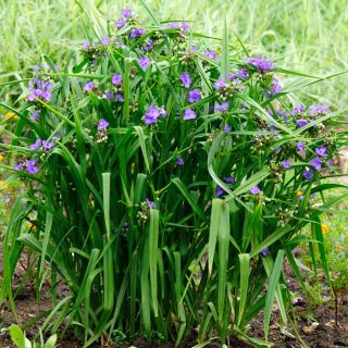 Semená Spiderwort - Tradescantia x andersoniana - 56 semien