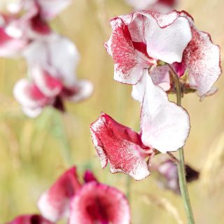 Tatlı Bezelye Kelebek Mix tohumları - Lathyrus odoratus - 36 tohumlar