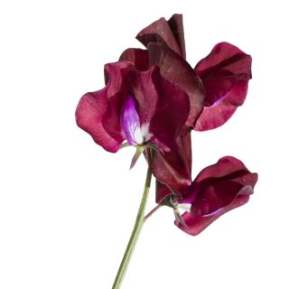 Luktärt - Night & Day - 24 frön - Lathyrus odoratus