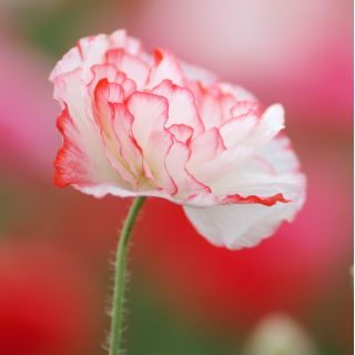 ข้าวโพดผสมเมล็ดงาดำ - Papaver rhoeas - 9000 เมล็ด