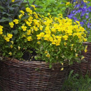 Trailing Viola seeds - Viola x williamsii - 270 seeds