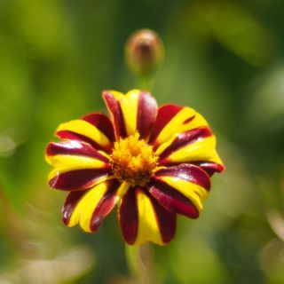 Tagetes patula - Mr Majestic - 105 semi - Tagetes patula L.