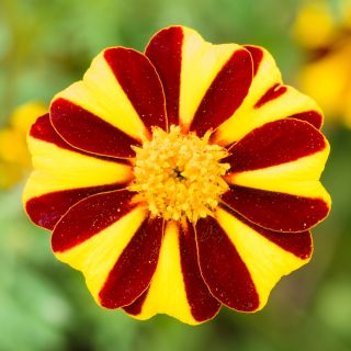 Tagetes patula - Mr Majestic - 105 semi - Tagetes patula L.