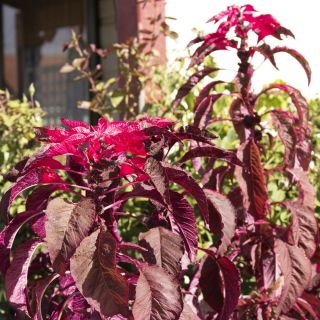 Háromszínű amarant - Amaranthus tricolor - Ideális vágott virágokhoz - Friss vetőmagok