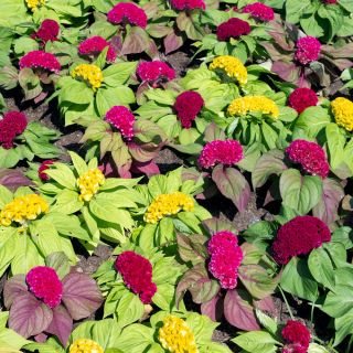 Lav Celosia cristata, Hanekam - Celosia argentea var. cristata nana - Fløjlsblød pragt, langvarige farver - Friske frø