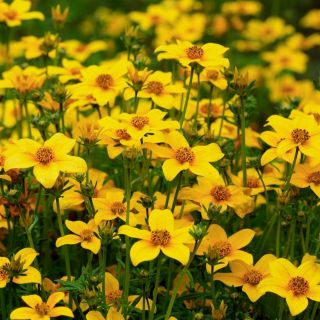 Bidens aurea - Tonalità dorate, perfette per bordi - Semi Freschi