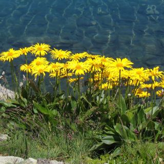 Leopard's Bane Medaillon d’Or zaden - Doronicum caucasicum - 220 zaden - Doronicum orientale