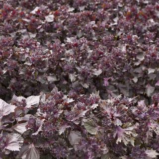 Bladmynta - 200 frön - Perilla frutescens