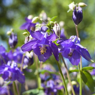 Alpen-Akelei Samen - Aquilegia alpina - 375 Samen