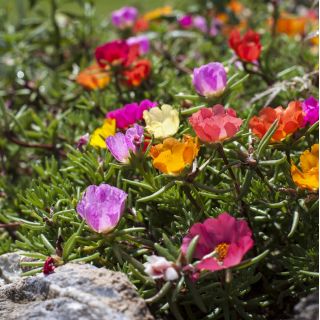 Praktportlak - Portulaca grandiflora - Kompakt skönhet för rabatter och krukor - Färska frön