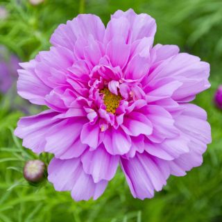 Cosmos, Schmuckkörbchen Double Click Mix, doppelte Blüten - 30 Samen - Cosmos bipnnatus fl.pl.