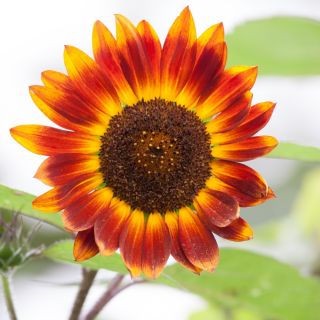 Tournesol - Fantasia - Helianthus annuus - graines