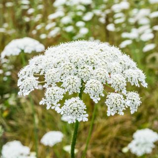 Амми большая - 390 семена - Ammi majus