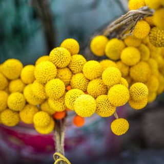 Solboll - Craspedia globosa - Djärva gula klot, perfekta för buketter - Färska frön