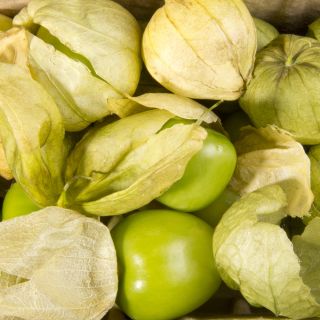 Tomatilloの種 -  Physalis ixocarpa  -  340の種 - Physalis ixocarpa Amarylla, syn. Physalis philadelphica - シーズ