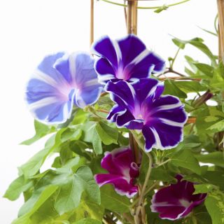 Morning Glory "Două tone de amestec" semințe - Ipomoea tricolor - 56 de semințe - Ipomoea purpurea