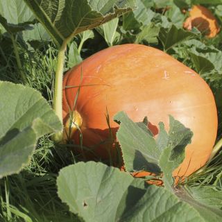 Riesenkürbis ‘Melonengelb’  - Cucurbita maxima - 12 Samen
