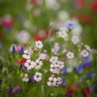 Šarlatový len Světlé semena očí - Linum grandiflorum - 300 semen