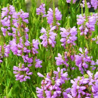 Poslušná Rostlinná směsná semena - Physostegia virginiana - 45 semen