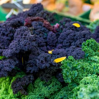 羽衣甘蓝'Scarlet'种子 -  Brassica oleracea  -  300粒种子 - Brassica oleracea L. var. sabellica L. - 種子