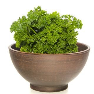 Benih Peterseli Astra - Petroselinum sativum var. foliosum - 1200 biji - Petroselinum crispum 