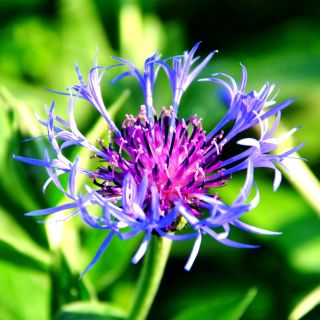 Bjerg-Knopurt - Centaurea montana - Charmerende blomster til landlige haver - Friske frø