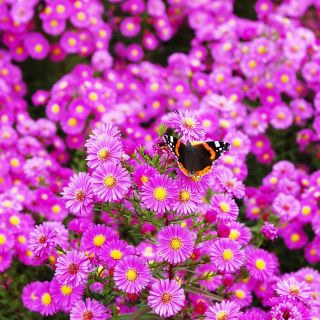 Michaelmas daisy, New England semi Aster - Aster-Inghilterra - 42 semi - Aster novae-angliae & Aster novi-belgii