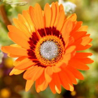 Cape Daisy, Veldt-siementen monarkki - Venidium fastuosum - 130 siementä - siemenet
