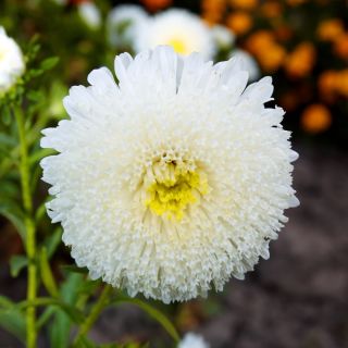 Kiina Aster Princess Mix siemenet - Callistephus chinensis - 500 siemeniä