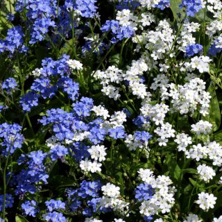 Алпине Форгет-Ме-Нот семе - Миосотис алпестрис - 800 семена - Myosotis alpestris