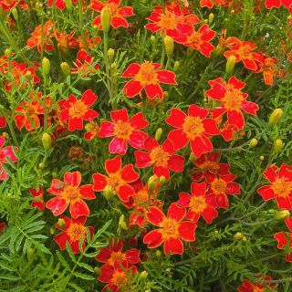 Marigold Red Gem seeds - Tagetes tenuifolia - 600 seeds