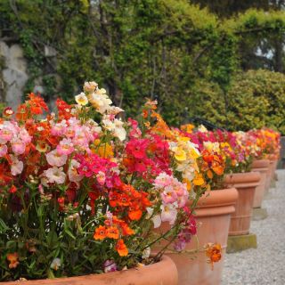 Nemesia 'Carnival Mix' seemned - Nemesia strumosa - 1500 seemet - Nemezis strumosa