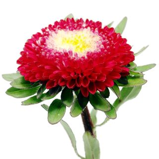 China Aster Gusford Supreme seeds - Callistephus chinensis - 500 seeds