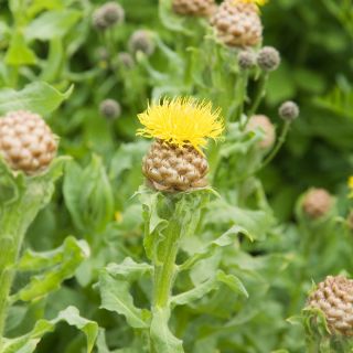Giant Knapweed - Centaurea macrocephala - Perfect for Dried Bouquets, High Ornamental Value - Fresh Seeds