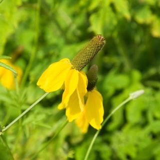 Semi di cappello messicano - Ratibida columnifera - 120 semi