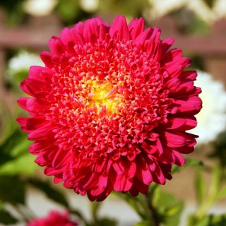 Prince Aster - 625 semen - Callistephus chinensis - semena