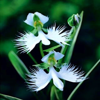Habenaria Radiata, Άσπρο άγριο λουλούδι, Fringed Orchid - βολβός / κόνδυλος / ρίζα