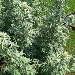 Fehér üröm - 3000 magok - Artemisia absinthium