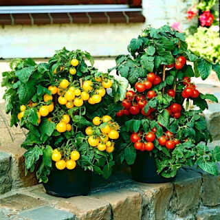 Pomodoro  in vaso - giallo e rosso - 8 semi - Solanum lycopersicum