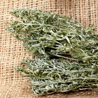 Fehér üröm - 3000 magok - Artemisia absinthium