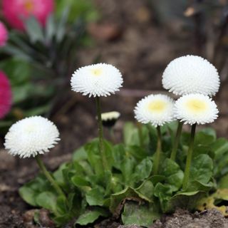 Engleski sjemenke margarine - Bellis perennis - 690 sjemenki