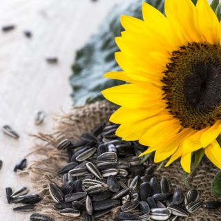 Girasol - Helianthus annuus - Semillas ricas en nutrientes con atractivo decorativo - Semillas frescas
