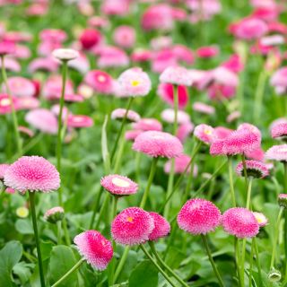 Насіння рожевих англійських ромашок - Bellis perennis - 690 насіння