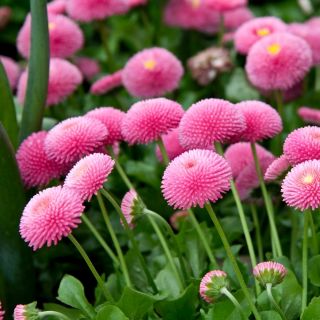 Насіння рожевих англійських ромашок - Bellis perennis - 690 насіння