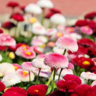 Inggris biji campuran Daisy - Bellis perennis - 690 biji