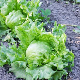 Salata verde de seminte de salata - Lactuca sativa - 1150 seminte - Lactuca sativa L.  - semințe