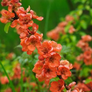 Japonská semena kdoule - Chaenomeles japonica - 15 semen