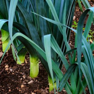 Porro - Bartek - 320 semi - Allium ampeloprasum L.